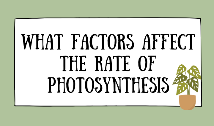 What Factors Affect the Rate of Photosynthesis,